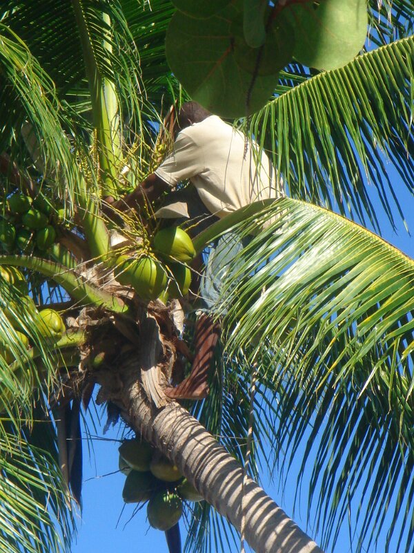 Getting coconuts