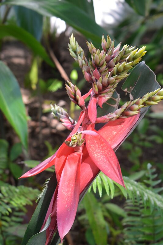 Billbergia amoena