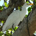 An Egret waiting for mealtime