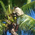 Getting coconuts