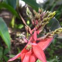 Billbergia amoena